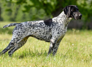 Deutsch-Kurzhaar-Welpenvermittlung