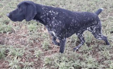 Deutsch-Kurzhaar-Welpenvermittlung