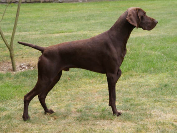 Deutsch-Kurzhaar-Deckrüden