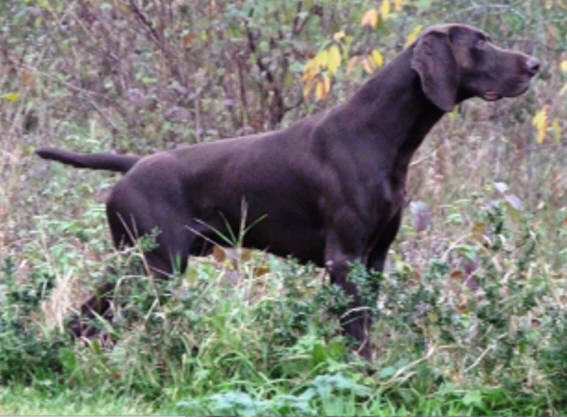 Deutsch-Kurzhaar-Deckrüden